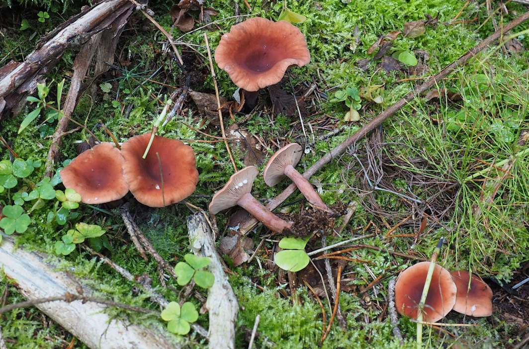Sikurirousku on erinomainen ruokasieni, joka kasvaa kuusen seurassa Etelä- ja Keski-Suomessa. Sitä on tavattu harvinaisena myös Kainuun korkeudella.