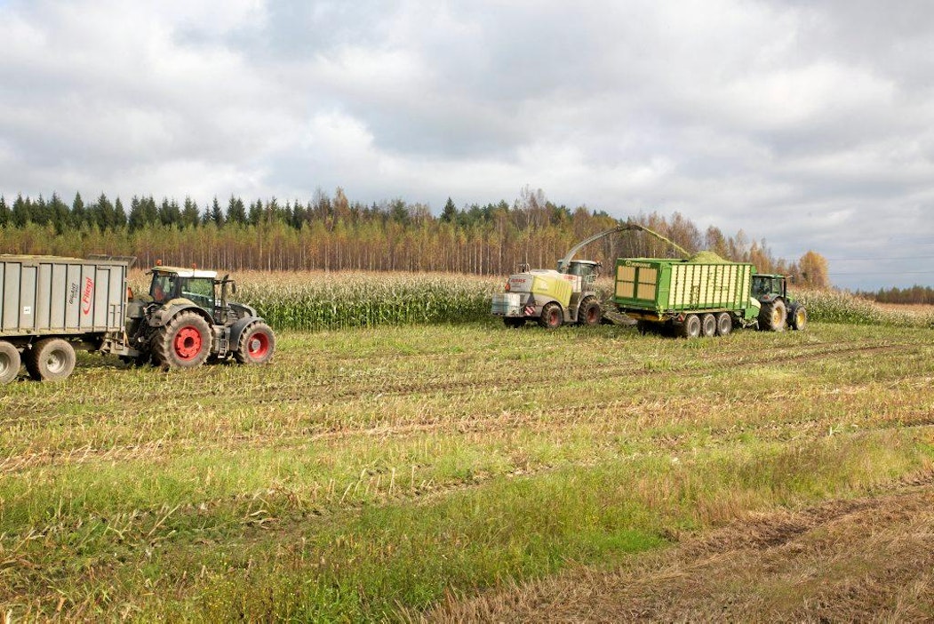 Maissista voidaan saada jopa 20 tonnin kuiva-ainesato hehtaarilta.