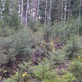 Metsäkeskuksen mukaan taimikoita on hoidettu kemeratuella kuntoon ennätysvauhdilla.
