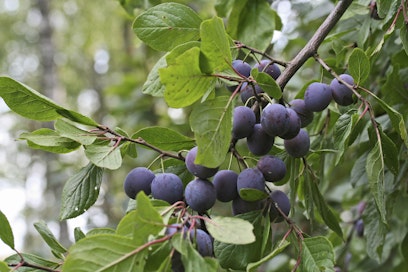 Kriikunat ovat luumua pienempiä hedelmiä.