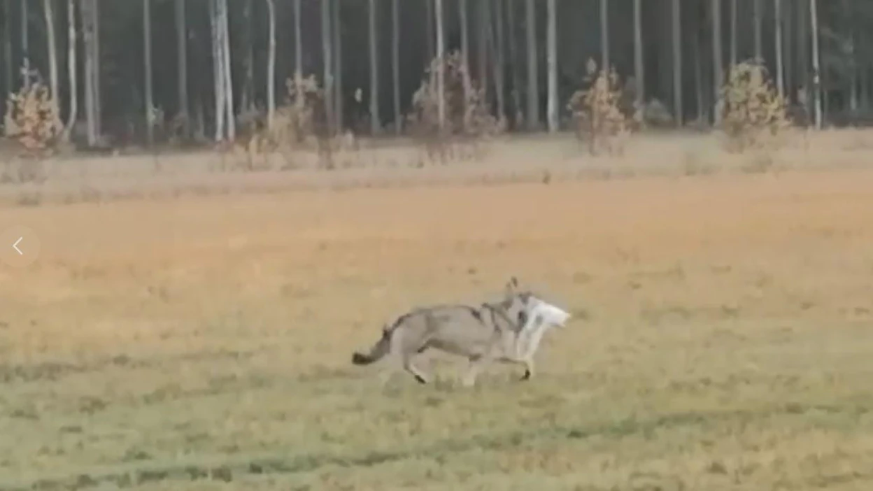 Kissa kohtasi loppunsa, kun susi kävi nappaamansa sen asutun talon pihasta.