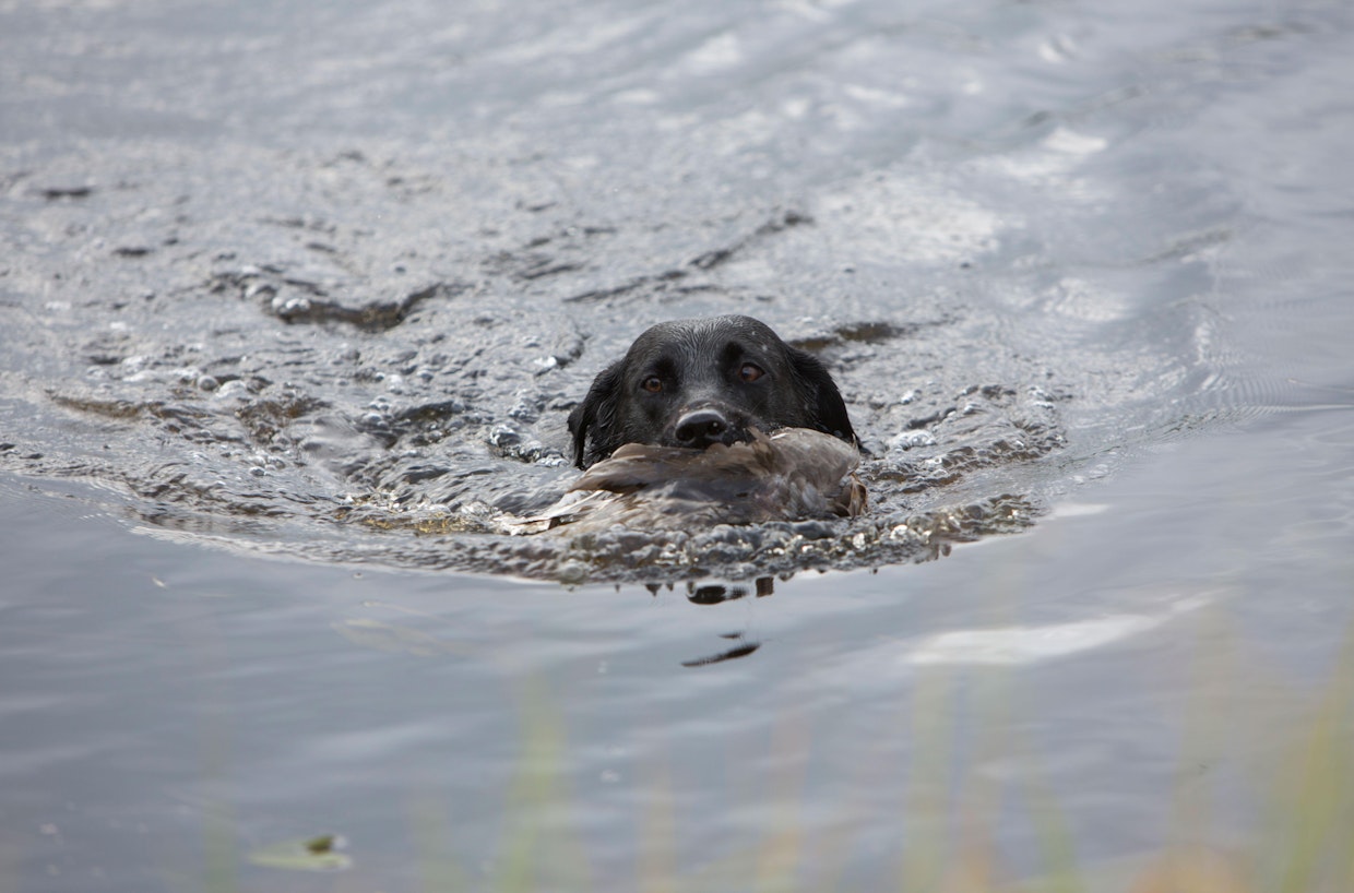 Metsästäjälinjaiset labradorinnoutajat viihtyvät vedessä. Noutaminen vedestä vaatii sitä vastoin harjoittelua. Riesu on siinä jo mestari.