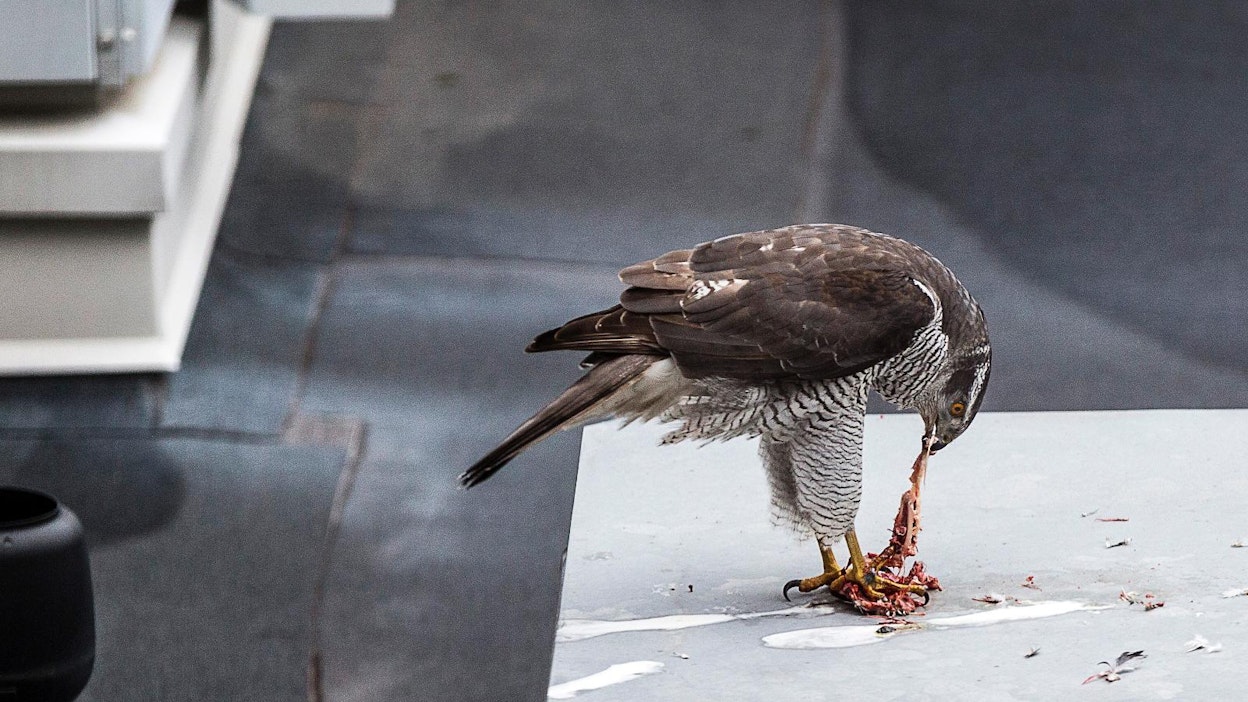Kanahaukka herkutteli kauppakeskus Forumin katolla.