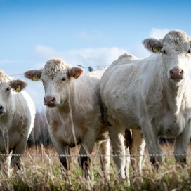 Naudanlihan tuontikiintiöt ovat hiertäneet EU:n ja Etelä-Amerikan Mercosur-ryhmän kauppaneuvotteluissa. Kuvassa suomalaista lihakarjaa.