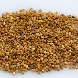 Myös alunperin eteläamerikkalaista kvinoaa viljellään nykyisin Suomessa.