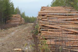 Kemijärvelle suunniteltu sellutehdas käyttäisi Itä-Lapin harvennusmetsien puuta.