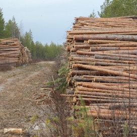 Kemijärvelle suunniteltu sellutehdas käyttäisi Itä-Lapin harvennusmetsien puuta.