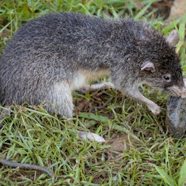 Suurikokoinen Rattus detentus -rotta elää ainoastaan Papua-Uuden-Guinean syrjäisellä Manus-saarella. Lajin elintavoista tiedetään hyvin vähän. Laji esiintyy harvalukuisena saaren sademetsissä.