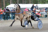 Smedheim Solan on tuttu ajokki Tapio Perttuselle, joka hyppää kärryille myös lauantain PM-lähdössä. Ori on voittanut 89 startistaan 22.