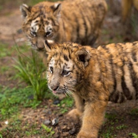 Luonnossa arvioidaan elävän hieman alle 4 000 tiikeriä, amurintiikereitä 540. Kuvassa amurintiikerin poikasia Siperian tiikeripuistossa. LEHTIKUVA/AFP