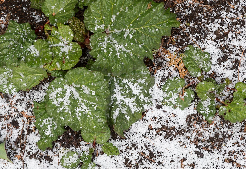 Raekuurot voivat aiheuttaa tuhoja kasvustoissa. Kuvassa raekuurosta kärsinyt raparperipenkki viime vuodelta.