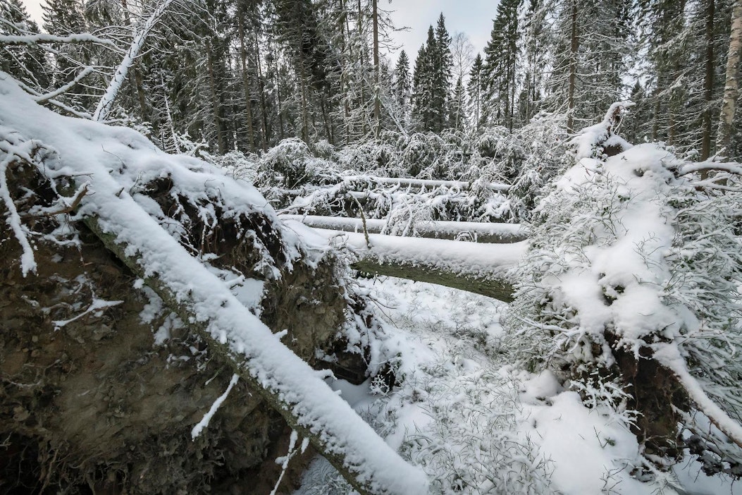 Kuvassa tämän talven myrskyjälkiä Mustasaaressa.