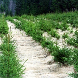 Suomen metsäkeskus ja Luonnonvarakeskus aikovat kehittää sovelluksen metsityskohteiden etsimiseen.