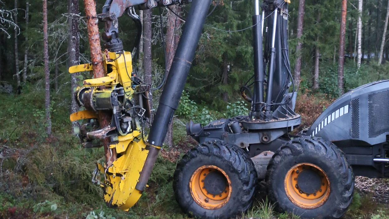 Pentti Poluksen kehittämällä Hakeharvesteri-konseptilla voidaan puita hakettaa ilman kaatamista suoraan jatkokuljetukseen.