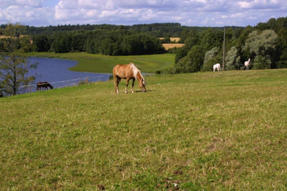 Jostain syystä ihmisillä on intoa ruokkia laitumilla olevia eläimiä. Edes kieltokylteistä ei aina piitata.