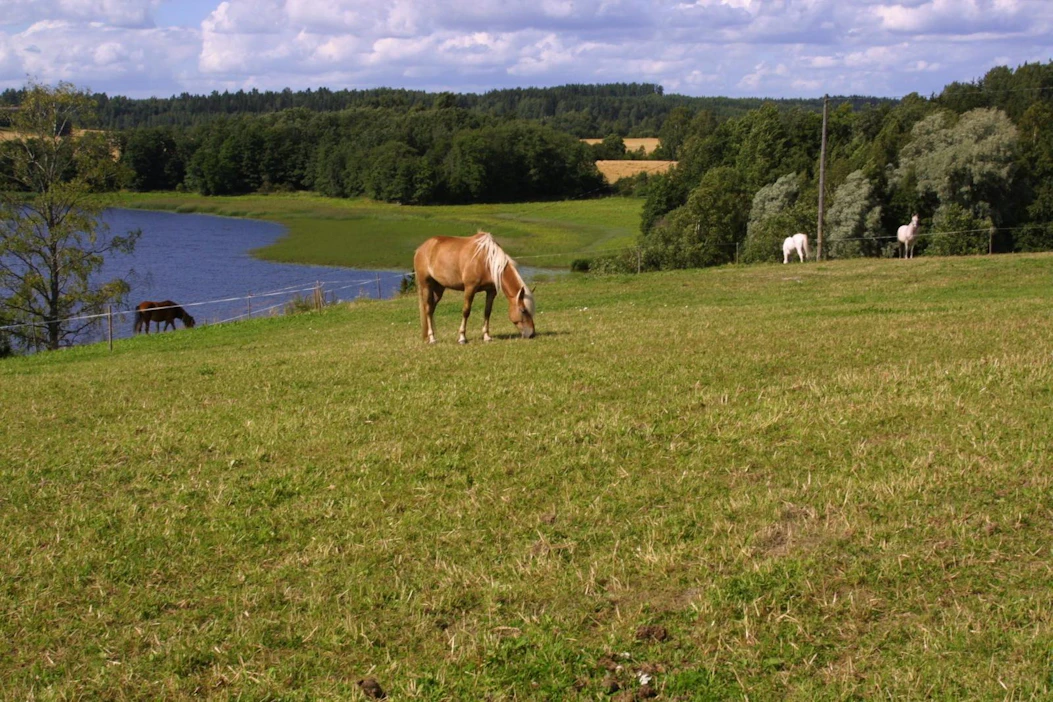 Jostain syystä ihmisillä on intoa ruokkia laitumilla olevia eläimiä. Edes kieltokylteistä ei aina piitata.