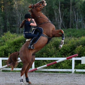 Mahahaava muutti Champ-hevosen käytöstä. Yleensä kilpailutilanteissa yhteistyöhaluisen oldenburg-ruunan vaiva oireili esimerkiksi pystyyn hyppimisenä.