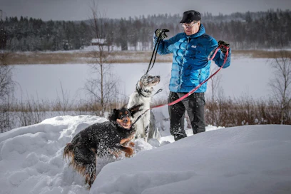 Gordoninsetteri Metu ja englanninsetteri Hese pitävät Jyrki Kankaan liikkeessä ympäri vuoden.