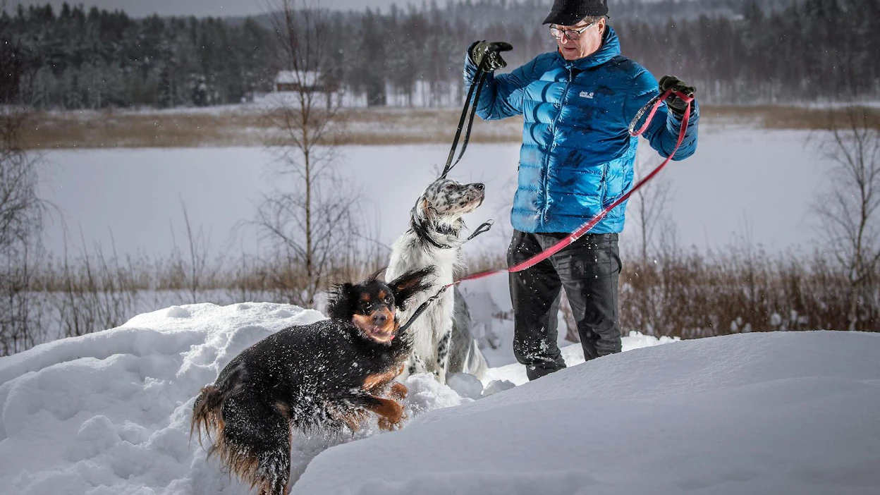 Gordoninsetteri Metu ja englanninsetteri Hese pitävät Jyrki Kankaan liikkeessä ympäri vuoden.