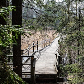 Kansallispuistoihin ja luontopalvelujen yleisökohteisiin tehtiin viime vuonna 8,2 miljoonaa käyntiä. Kuvassa Kurjenrahkan kansallispuisto.