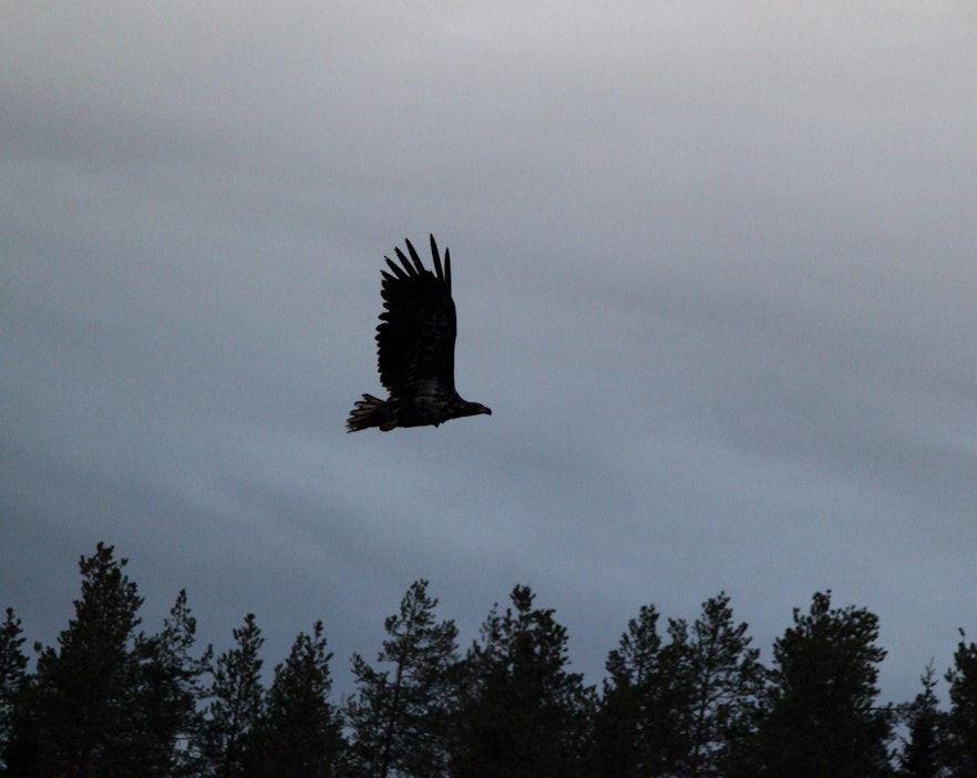 Merikotkat rakentavat pesiään yhä lähemmäs ihmisiä.