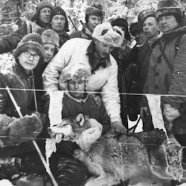 Ilomantsin Museosäätiön kokoelman kuva vuonna 1963 Ilomantsin Hattuvaarassa kaadetusta sudesta ja jahtiporukasta. Kuvasta on nimetty vain valkoiseen pukuun pukeutunut Eino Venemies.