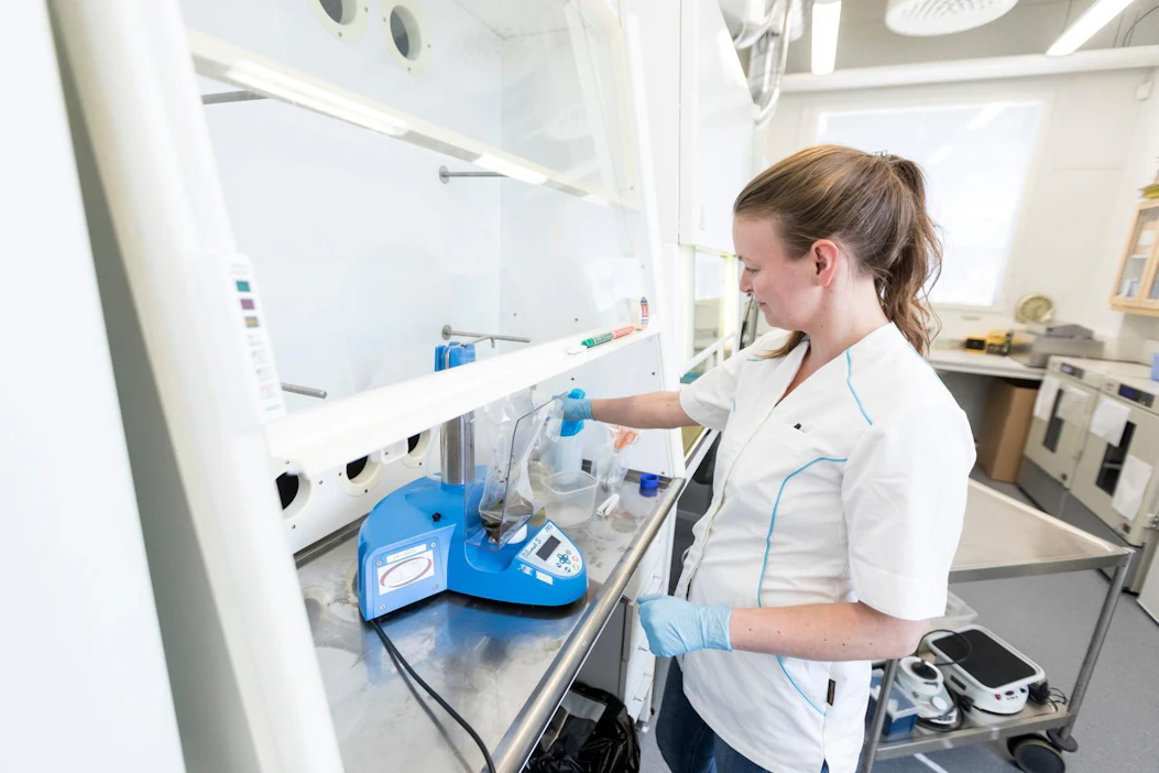 Tuotantoeläinnäytteistä ei ole löytynyt salmonellaa moneen vuoteen Kokemäen vesistön vesiensuojeluyhdistyksen laboratoriossa Tampereella. Tutkimuslaborantti Kristiina Kakkonen pipetoi näytettä erottelukykyiselle rikastusmaljalle.
