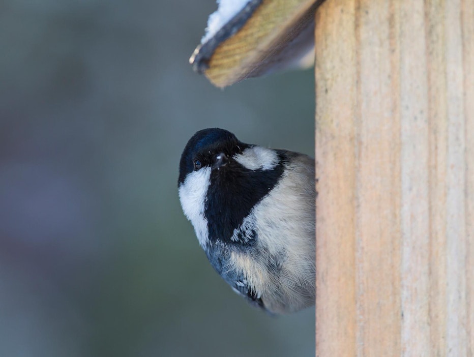 Missä linnut luuraavat? Pakkasella ei tee mieli liikkua.