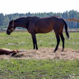 Hevostilat ovat olleet kiinnostuneimpia Paraisten tarjoamasta rehunkorjuumahdollisuudesta.