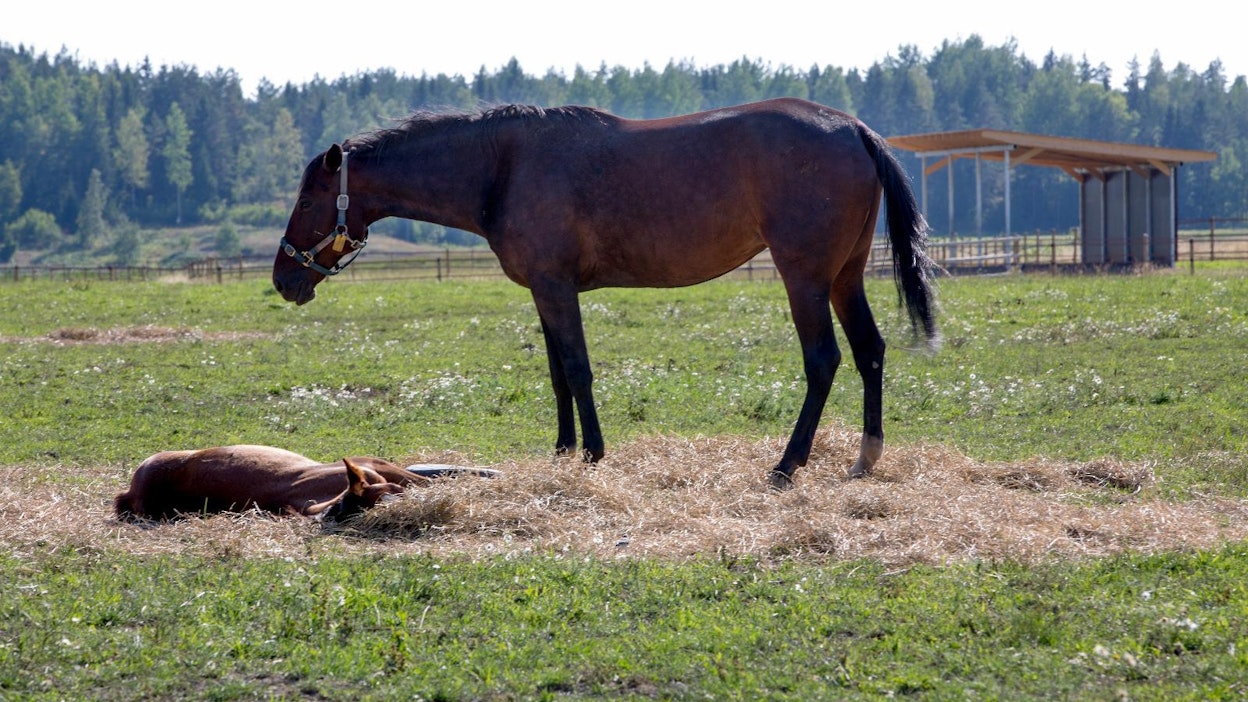 Hevostilat ovat olleet kiinnostuneimpia Paraisten tarjoamasta rehunkorjuumahdollisuudesta.