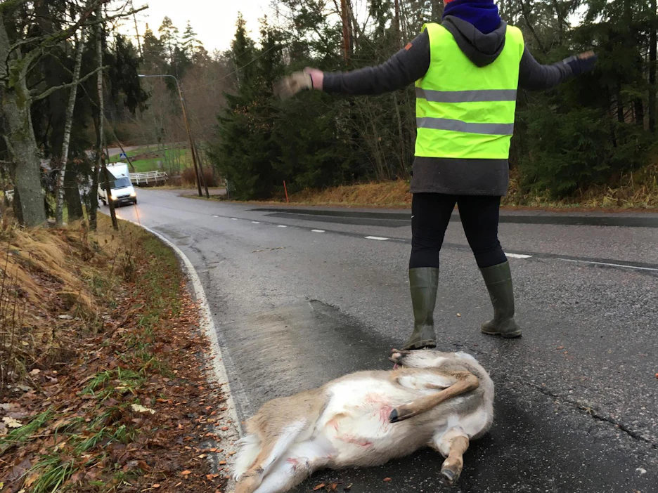 Jos joutuu eläinkolariin, ensimmäiseksi on tärkeää varoittaa muuta liikennettä ja ehkäistä lisäonnettomuuksien syntyminen. Kuvituskuva.