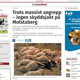 Muun muassa Land Lantbruk -lehti uutisoi Molstabergin lammastilan mittavasta petovahingosta.