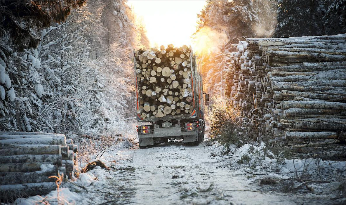 Pentti Vänskä Savon Sellu käyttää tänä vuonna 630 000 kuutiometriä koivukuitua. Hankintayhtiö Harvestia toimittaa Juha ja Anni Niemisen metsästä hieskoivua Kuopion Sorsasalossa sijaitsevalletehtaalle, jossa siitä valmistetaan aallotuskartonkia.