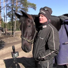 Kenneth Danielsenista onnistuu niin lämminveristen kuin suomenhevosten valmennus. Tallin lupaavin hevonen on Dustodawn Boogie.