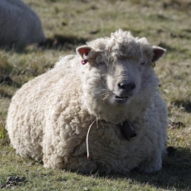 Yli 50-vuotias merinolampaan sperma tiineytti yhä lampaita. Kuvan lammas ei liity tapaukseen.