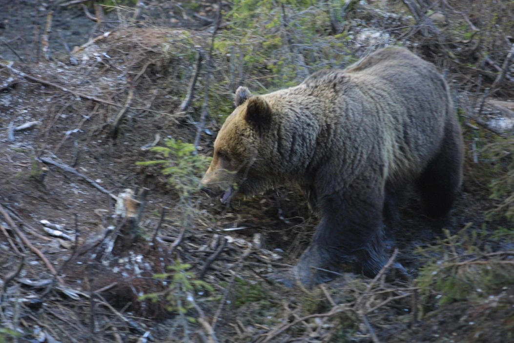 Rajavartijat kohtasivat karhun Pukari-järven läheisyydessä. Kuvan karhu ei liity tapaukseen.