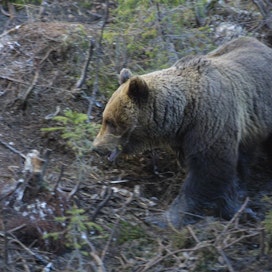 Rajavartijat kohtasivat karhun Pukari-järven läheisyydessä. Kuvan karhu ei liity tapaukseen.