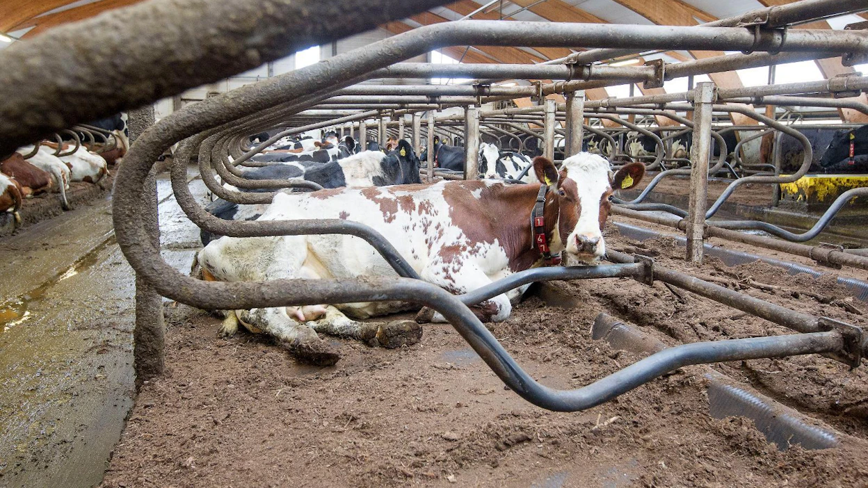 Eläintuotteiden hintaa ei SEY:n mielestä pitäisi halpuuttaa vaan nostaa. Erotus kuuluisi tuottajalle, joka voisi sen turvin parantaa eläinten oloja.