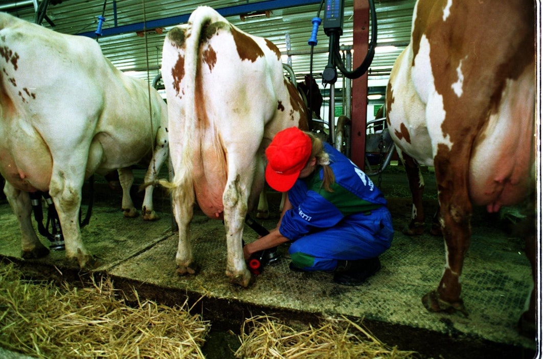 Moni luopuu tänä vuonna karjastaan kannattavuusongelmien vuoksi.