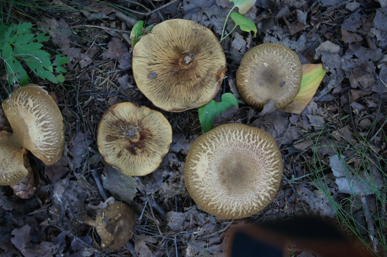 Pulkkosieni
