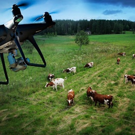 Drooni voi säikäyttää laiduntavat eläimet pahoin. Kuvituskuva.