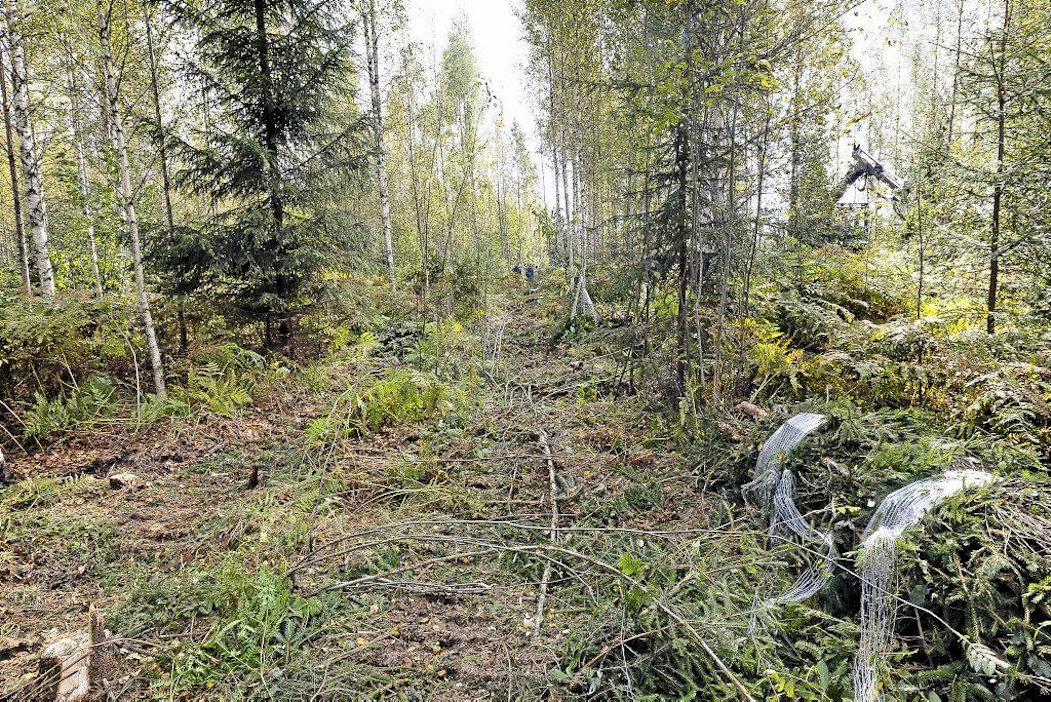 Systemaattinen energiaharvennus. Fixteri-konee tekee puomilla suoria korjuu-uria metsään, välit jäävät harventamatta.