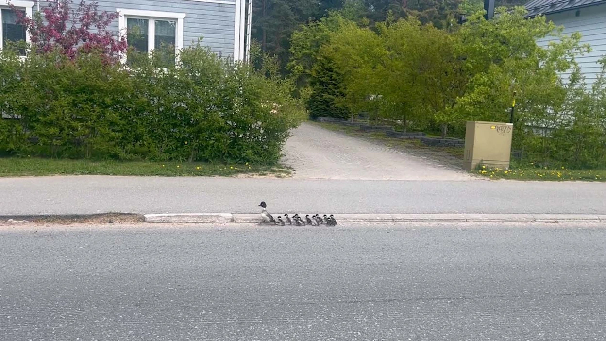 Telkkäperhe kulki siististi ajoradan reunaa pitkin. Ohikulkeneet autot hidastivat kohdalla.