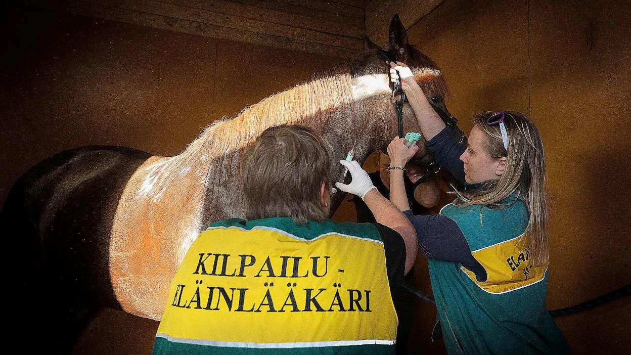 Eläinlääkäri Virpi Ryhänen otti Vieremän kesäraveissa dopingnäytettä Veera Jonnisen avustamana. Raveissa arvotaan ennalta, minkä lähtöjen voittajat testataan. Hevosen edustaja seuraa näytteenoton vierestä ja varmentaa, että kaikkien näyteputkien sisältö ja virtsanäytteet on otettu hänen hevosestaan.