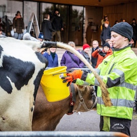 Simo Linnainmaa esitteli marraskuussa lehmiä Helsingin keskustan tapahtumassa &quot;Mikä on lehmä&quot;.