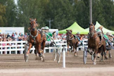 Lissun Eerikki eli Erkki on kehittynyt vuosi vuodelta ja yllättänyt omistajansa yhä uudelleen. Kuvassa Lissun Eerikki voitti Lahden kuninkuusraveissa 2019 avoimen ryhmän suvereeniin tyyliin.