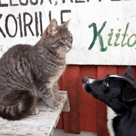 Monet maatilat käyttävät kissoja haittaeläinten torjunnassa. Arkistokuva.