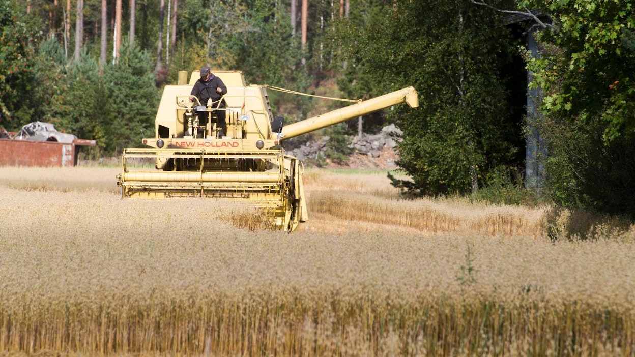 Timo Kiuru pui kauraa tänään maanantaina Punkalaitumen Kanteenmaassa.