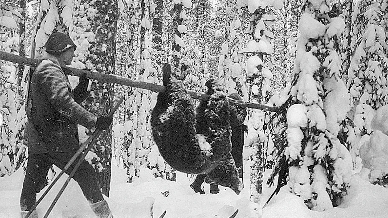 Saaliiksi saatu karhu on kiinnitetty korentoon ja kannetaan metsästä pois.