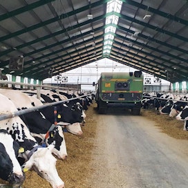 Bonagron lehmät Tsekissä tuottavat maitoa 10 600 kiloa vuodessa.  Holstein-karjalle jaettiin rehua marraskuun alussa.